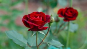 Rose Health Benefits | फक्त प्रेमासाठी नाही तर आरोग्यासाठी देखील खूप फायदेशीर आहे गुलाब, जाणून घ्या
