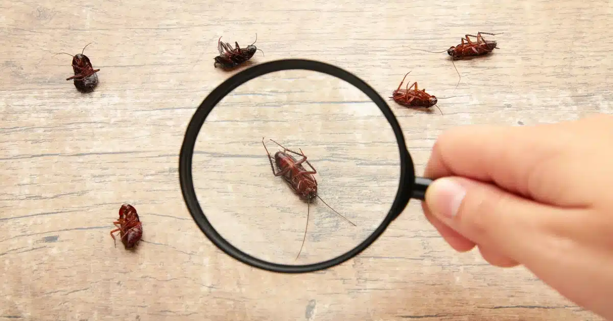 Cockroach | घरामध्ये झुरळाचे प्रमाण वाढले आहे? तर करा 'हे' घरगुती उपाय