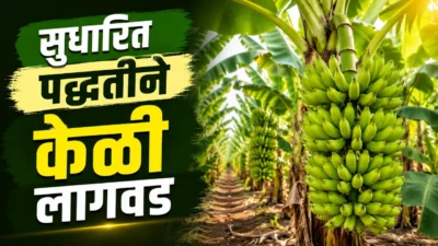 Banana farming: healthy green banana crop with large bunches in agriculture field.