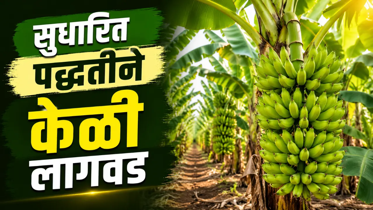 Banana Farming: Healthy green banana crop with large bunches in agriculture field.