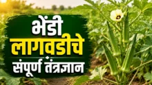 Okra Farming: Healthy green bhendi (okra) ready for harvest in agricultural field.