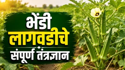 भेंडी लागवड पद्धत brinjal farming Okra farming: healthy green bhendi (okra) ready for harvest in agricultural field.