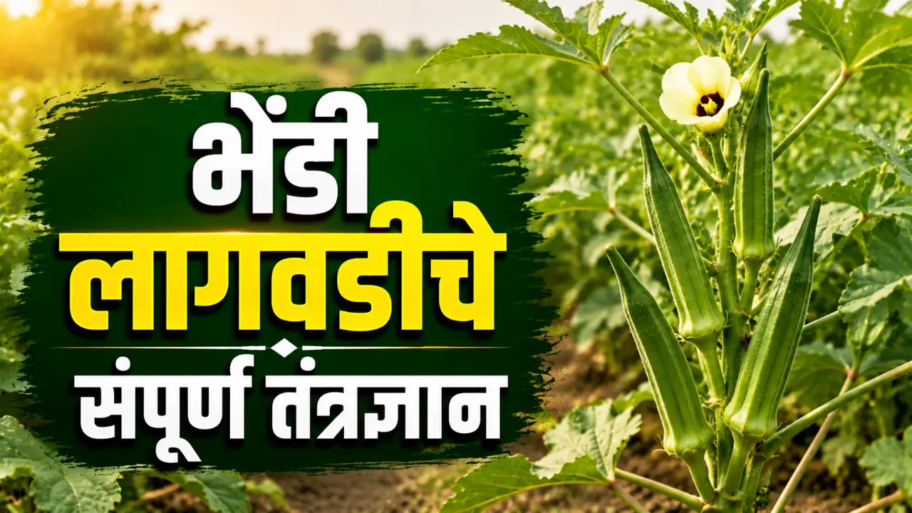 Okra Farming: Healthy green bhendi (okra) ready for harvest in agricultural field.