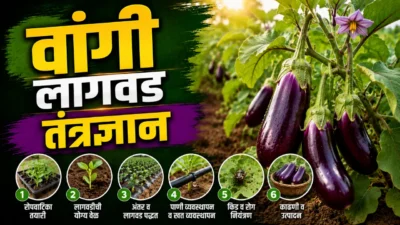 Brinjal farming: वांगी लागवडीचे तंत्रज्ञान brinjal farming Brinjal farming: healthy purple brinjal crop ready for harvest in agricultural field.
