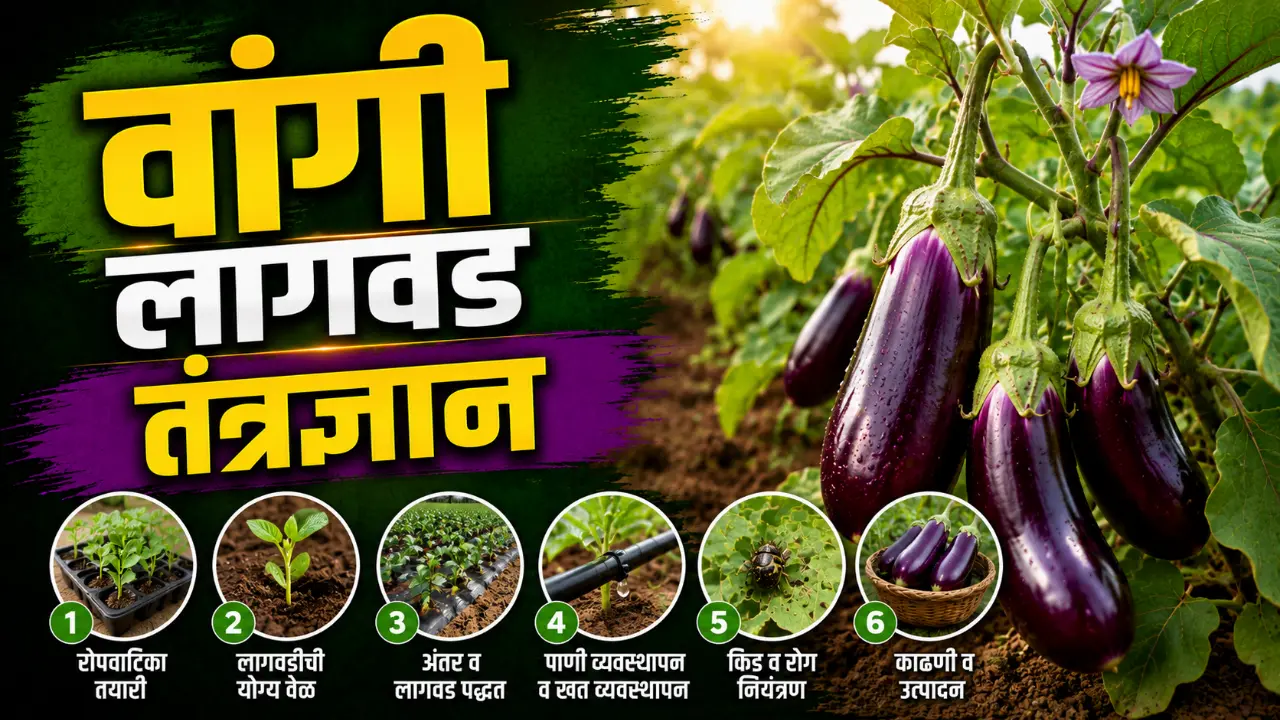 Brinjal Farming: Healthy purple brinjal crop ready for harvest in agricultural field.