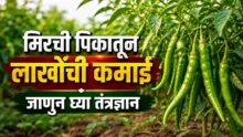 Chilli farming: fresh and healthy green chillies growing on a plant in the agricultural field.