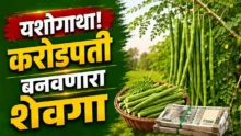 Drumstick farming: farmer balasaheb patil in his successful drumstick farm in solapur.