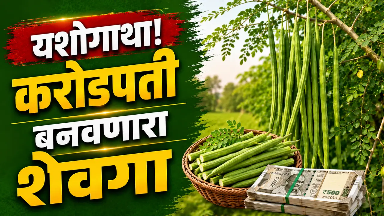 Drumstick Farming: Farmer Balasaheb Patil in his successful drumstick farm in Solapur.