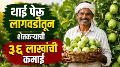शेतकऱ्याची कमाल! सीताफळाला फाटा देत पेरूच्या बागेतून कमवले ३६ लाख brinjal farming Thai guava farming: successful young farmer khanderao lawand standing in his lush green thai guava orchard.