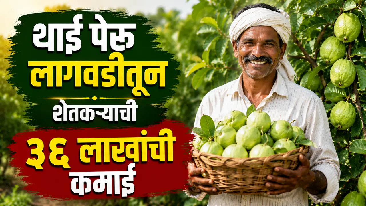 Thai Guava Farming: Successful young farmer Khanderao Lawand standing in his lush green Thai guava orchard.