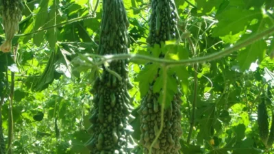 कारले लागवड- वाण व पूर्व मशागत green-bitter-gourds Karle lagvad