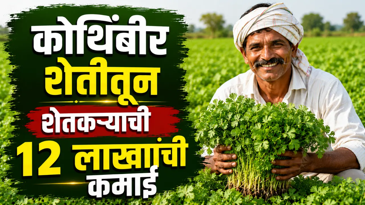 Kothimbir Farming: Successful Nashik farmer Vinayak Hemade standing in his lush green coriander field.