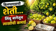 Zero budget lemon farming: farmer rajashekhar nimbargi standing in his lush green natural lemon orchard.