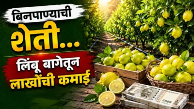 चौथी पास शेतकऱ्याची कमाल! पाण्याविना फुलवली लिंबाची बाग, महिन्याला लाखोंची कमाई brinjal farming Zero budget lemon farming: farmer rajashekhar nimbargi standing in his lush green natural lemon orchard.