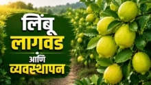 Lemon Farming Guide: Fresh, bright yellow lemons hanging on a healthy tree branch with green leaves.
