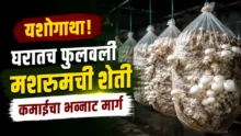 Mushroom Farming at Home: Fresh white mushrooms growing in hanging plastic bags inside a dark room.