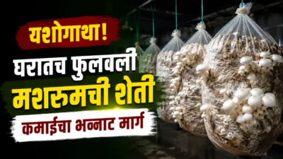 Mushroom farming at home: fresh white mushrooms growing in hanging plastic bags inside a dark room.