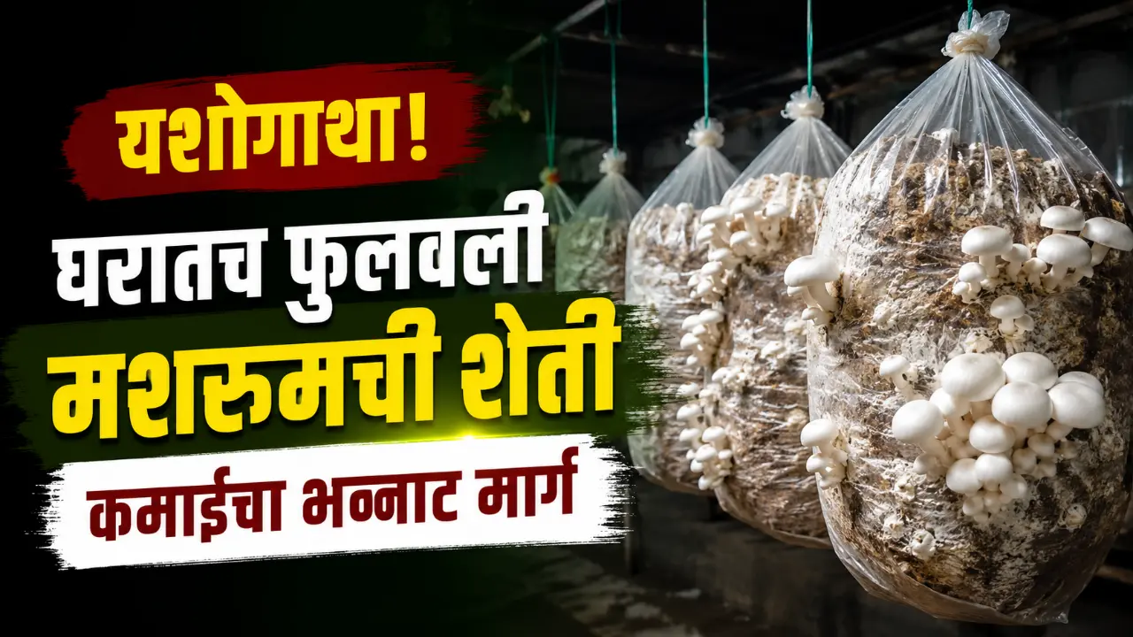 Mushroom Farming at Home: Fresh white mushrooms growing in hanging plastic bags inside a dark room.