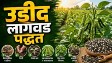 Moog Urad Farming: Healthy moog and urad crop field in kharif season ready for harvest.