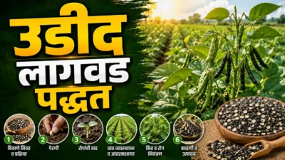 Moog urad farming: खरीप मूग आणि उडीद लागवड तंत्रज्ञान brinjal farming Moog urad farming: healthy moog and urad crop field in kharif season ready for harvest.