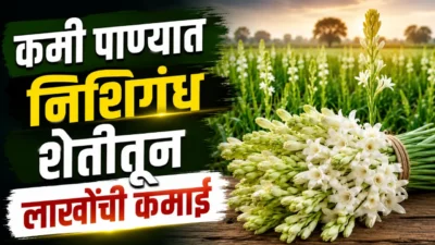 Tuberose farming: farmer sanjay standing in his blooming tuberose (nishigandha) flower field in aurangabad.