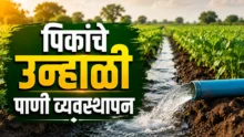 Crop Water Management: Agricultural field with modern irrigation system for summer crops.