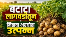 Potato Farming: Healthy potato crop field ready for harvesting with fresh potatoes.