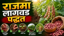 French Beans Farming: Healthy green Shravan Ghevda crop ready for harvest in field.