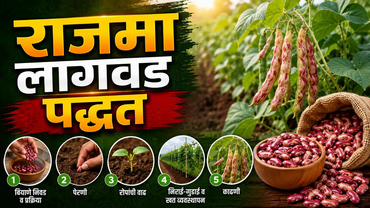 French Beans Farming: Healthy green Shravan Ghevda crop ready for harvest in field.