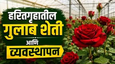 हरितगृहातील गुलाब लागवड पद्धत आणि व्यवस्थापन brinjal farming Greenhouse rose farming: beautiful and vibrant red roses blooming inside a modern greenhouse.