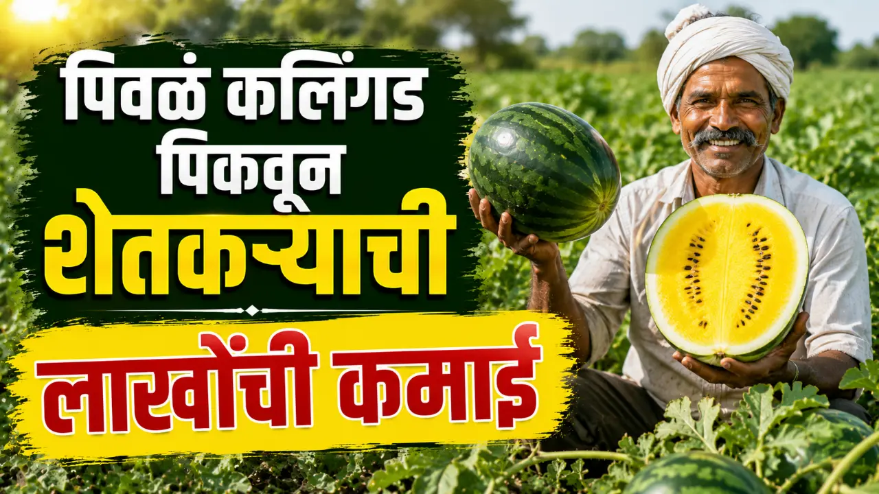 Yellow Watermelon Farming: Farmer Prafulla Patil showing his unique yellow watermelon in his agricultural field.