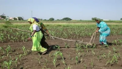 Intercropping of rabi crops in dryland areas