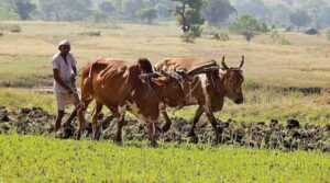 लेख - आत्महत्या नाही, हत्या होतील! शेतकरी आत्महत्या नाही, हत्या होतील