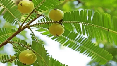 Amla cultivation