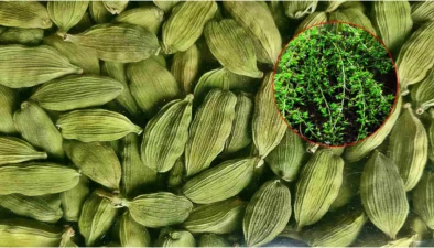 इलायची लागवड brinjal farming इलायची लागवड