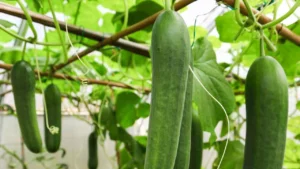 काकडी पिकासाठी माहित करून घ्या अनुकूल हवामान आणि जमीन काकडी Know the suitable climate and soil for cucumber cultivation