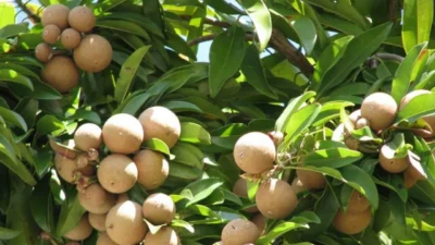 Chiku cultivation method