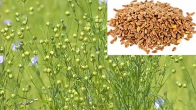 जवस लागवड पद्धत जवस Flax cultivation method