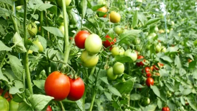 Tomato cultivation method