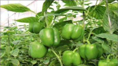 Dhobali chilli cultivation method