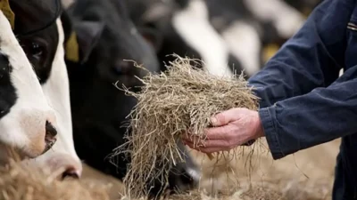 Cow nutrition