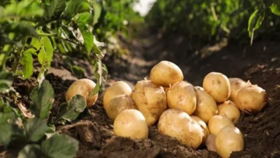 बटाटा लागवड पद्धत brinjal farming Potato planting method
