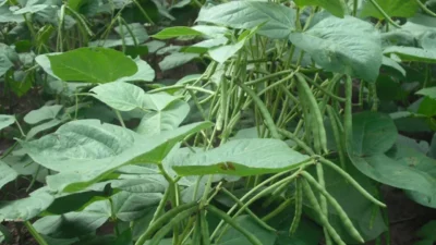 Matki lagwad