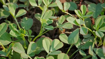 जाणून घ्या ; कशी करावी मेथीची लागवड brinjal farming मेथीची लागवड