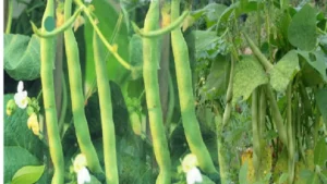 Kidney bean cultivation method