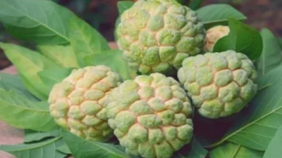 सीताफळ लागवड पद्धत custard apple Custard apple cultivation method