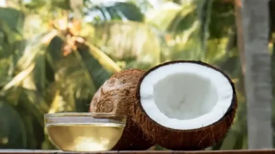 Coconut oil | केस काळे आणि निरोगी ठेवण्यासाठी खोबरेल तेलासोबत वापरा 'या' गोष्टी brinjal farming Coconut oil